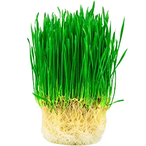 Зерно и семена для проращивания